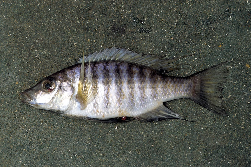 Placidochromis polli 'Domira Bay'